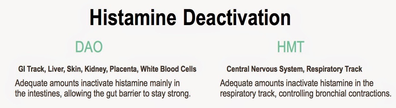 histaminemetabolism-2