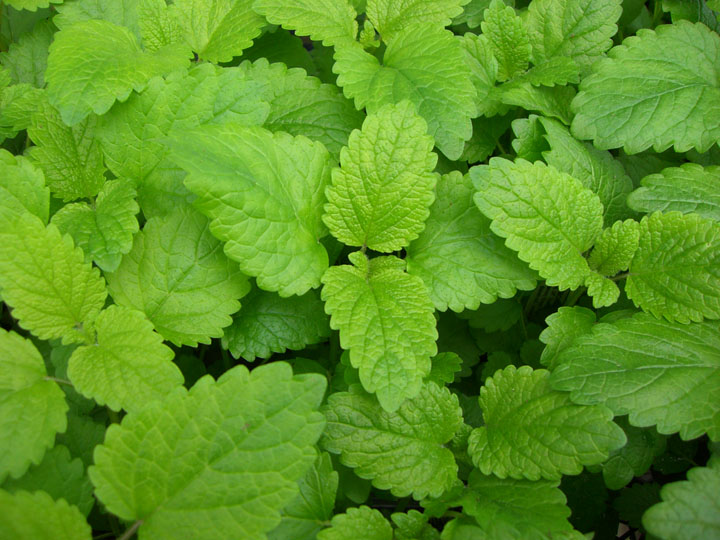 lemon-balm