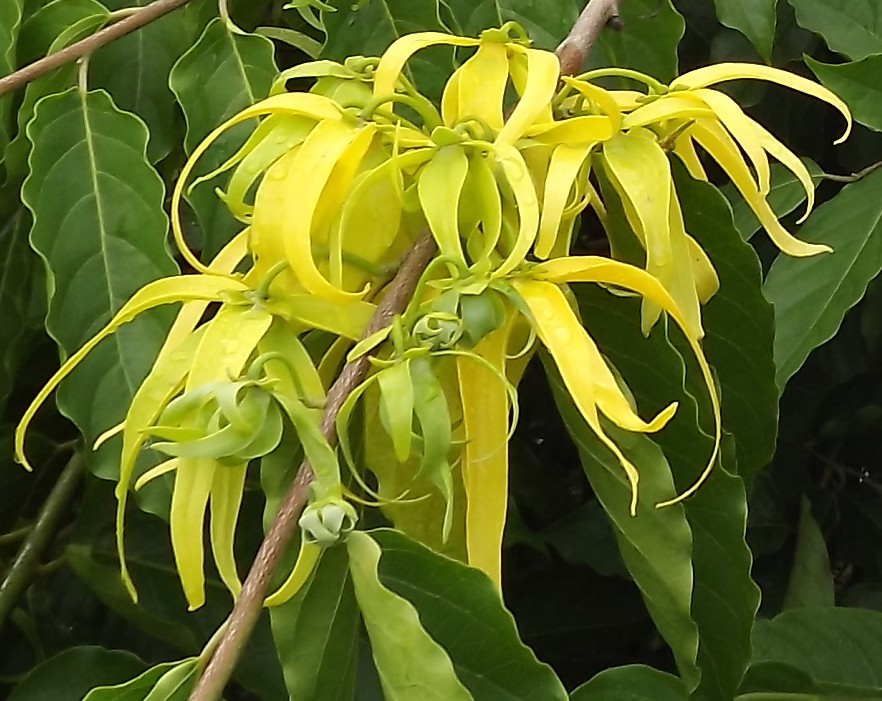 ylang-ylang